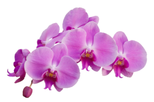 orchids